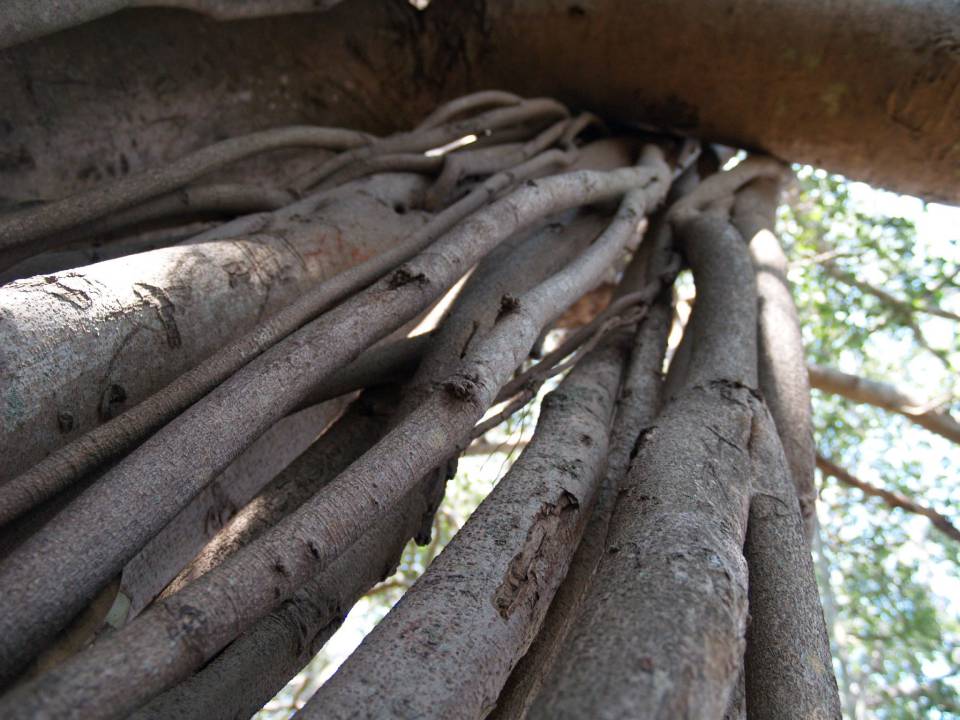 Dodda Alada Mara or Big Banyan Tree (3).jpg